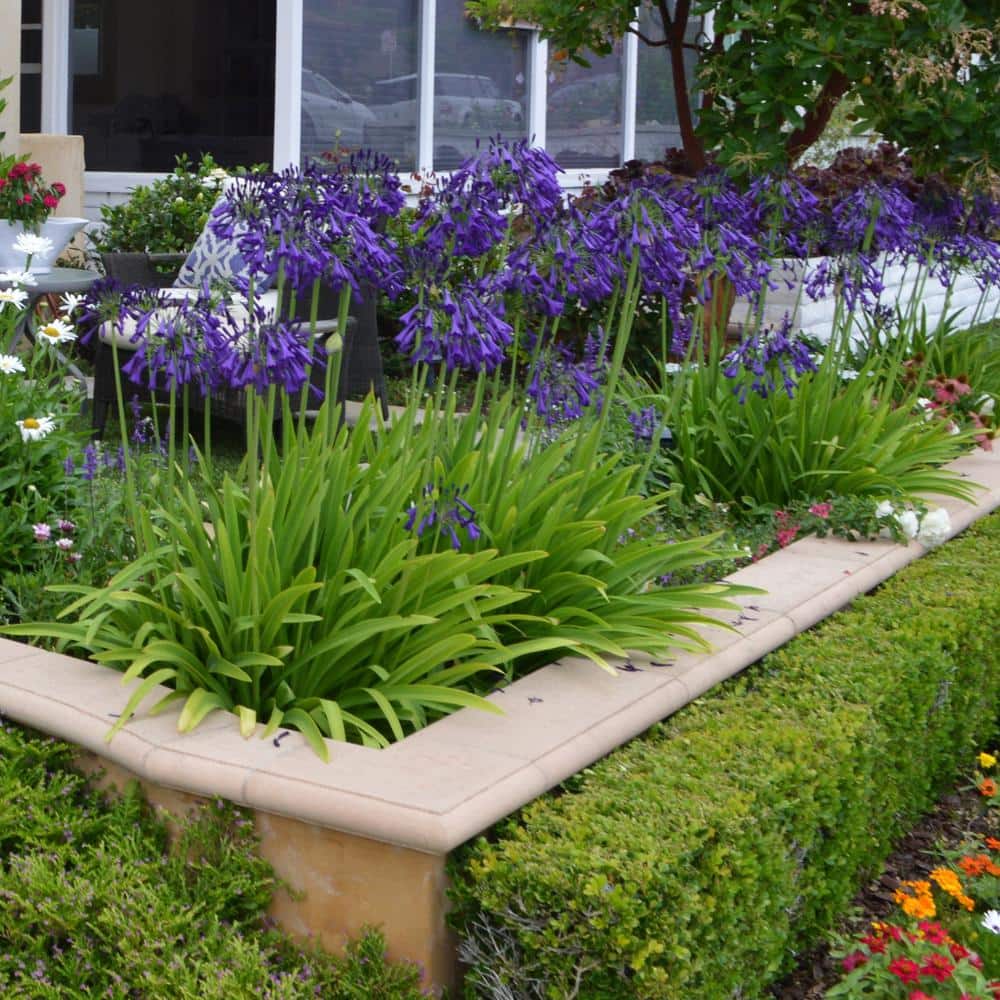 1 gal. Agapanthus Plant with Purple Flowers - Hercitys