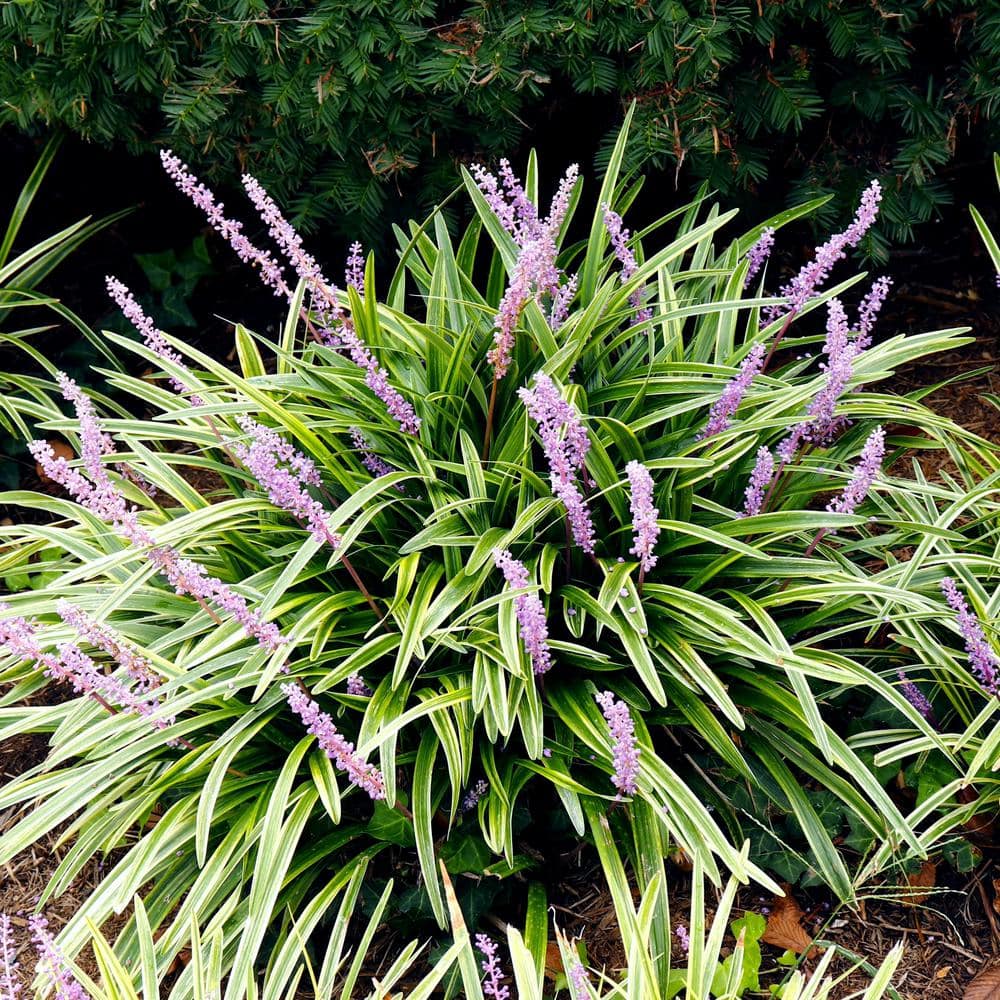 2.5 Qt. Variegated Liriope Plant with Purple Blooms - Hercitys