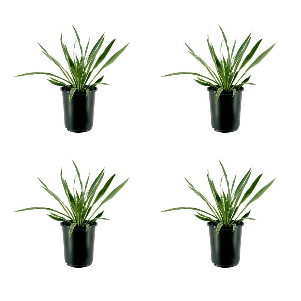 2.5 qt. Yucca Variegated Perennial (4-Pack) - Hercitys