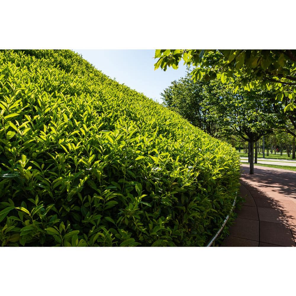 1 Gal. Skip Hedge Laurel with Fast Growing Drought-Tolerant Evergreen Foliage - Hercitys