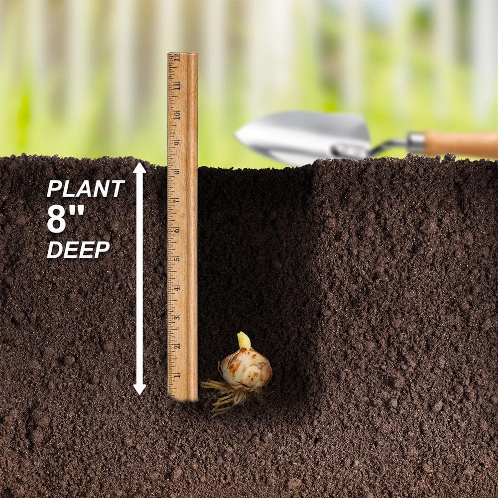 14 cm/16 cm, Twinkle Tiger Lily Mixed Flower Bulbs (Bag of 10) - Hercitys