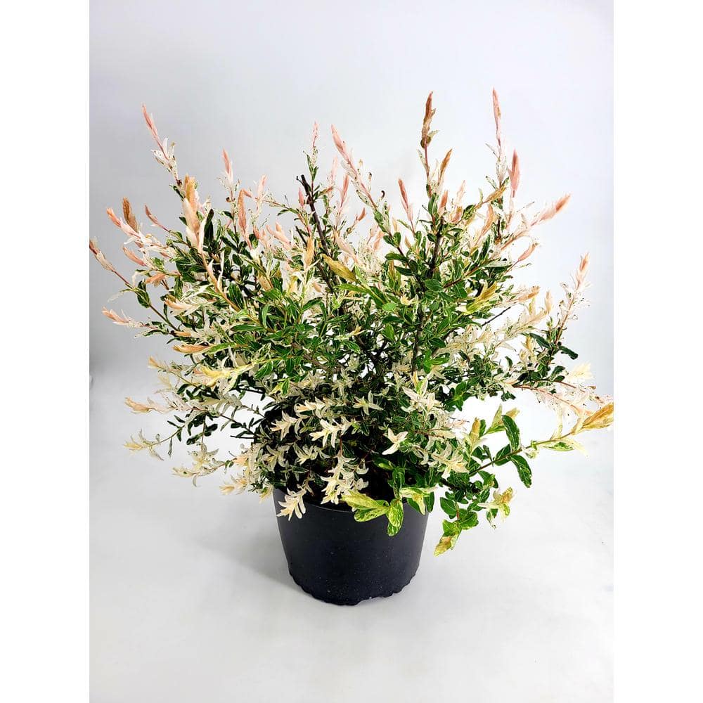 3 Gal. Hakuro Nishiki Dappled Willow (Salix integra), Live Shrub Tree - Hercitys