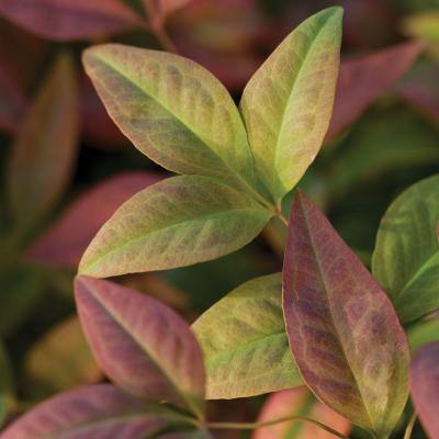 2.5 Qt. Blush Pink Nandina, Live Evergreen Shrub, Pink to Red Blushing Foliage - Hercitys