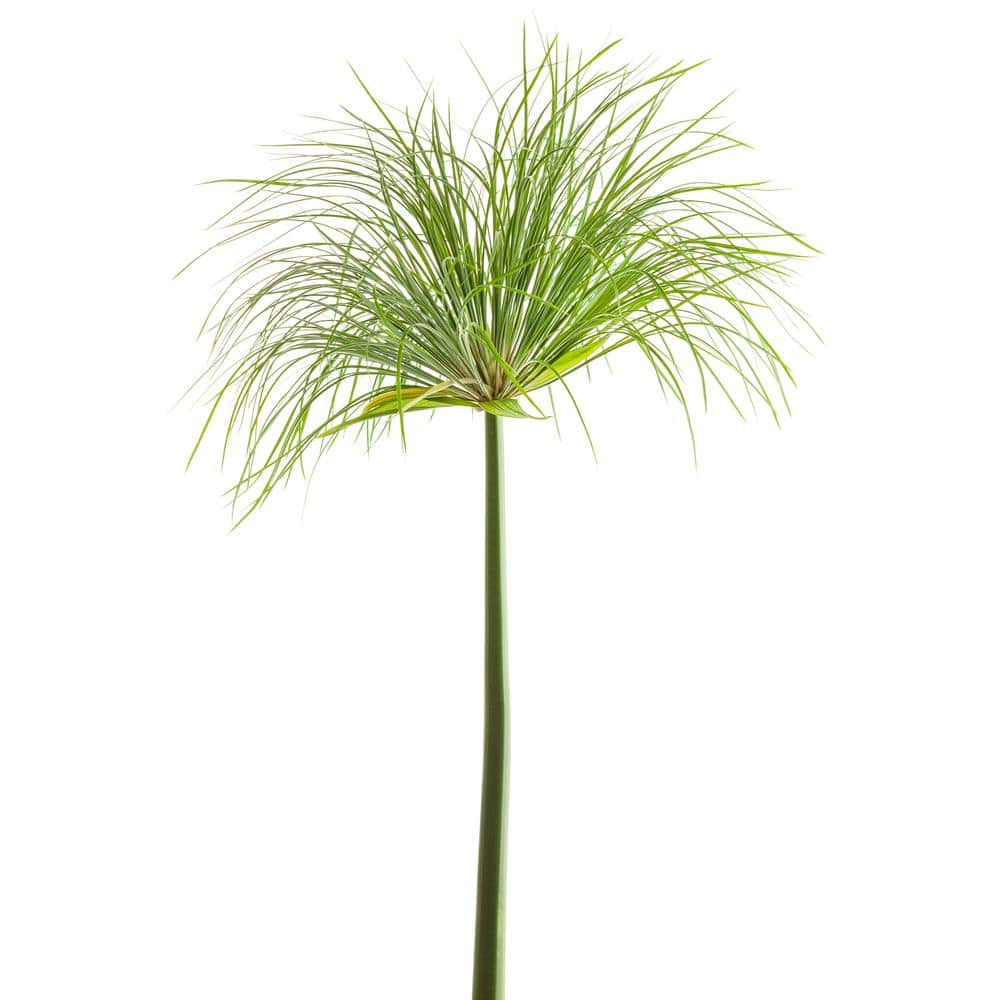 4.5 in. Qt. Graceful Grasses Prince Tut Dwarf Egyptian Papyrus (Cyperus) Live Plant, Bright Green Foliage - Hercitys