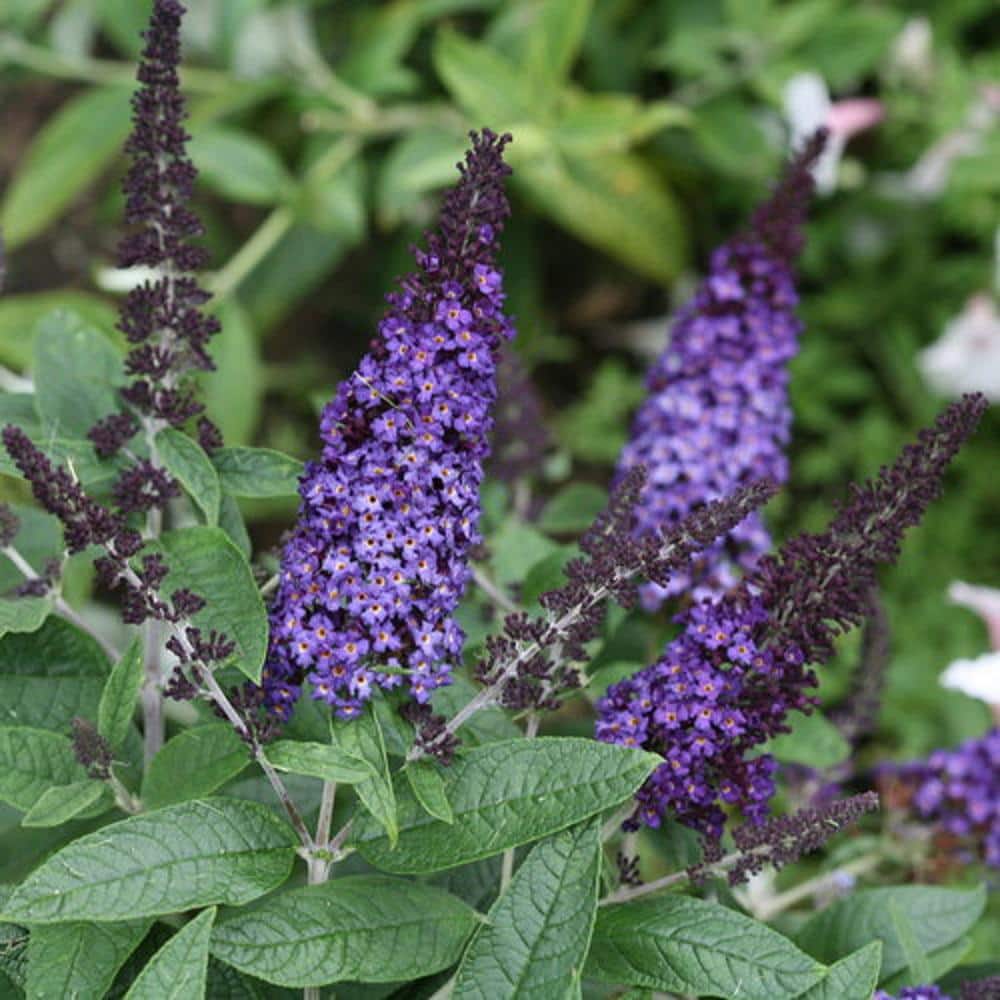 2 Gal. Pugster Blue Butterfly Bush (Buddleia) Live Flowering Shrub with True-Blue Flowers - Hercitys