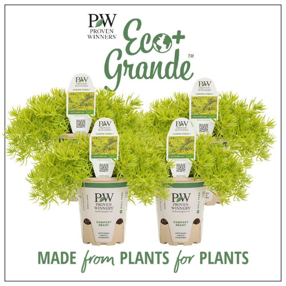4.25 in. Eco+Grande Lemon Coral (Sedum) Live Plant, Green Foliage (4-Pack) - Hercitys