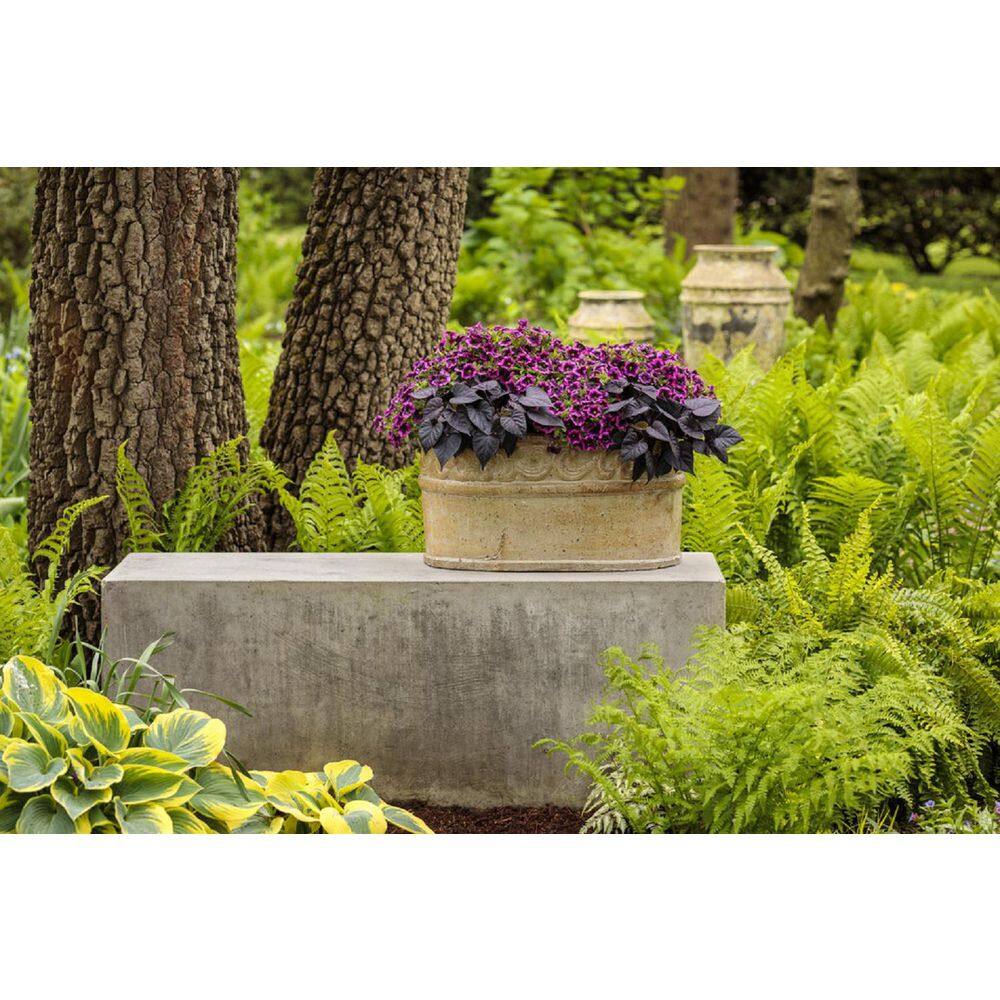 4.25 in. Eco+Grande, Superbells Blackcurrant Punch (Calibrachoa) Live Plant, Pink-Purple Flowers (4-Pack) - Hercitys