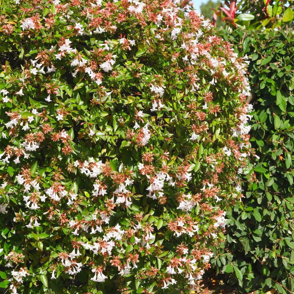 2.25 Gal. Abelia Rose Creek Flowering Shrub with White Blooms - Hercitys