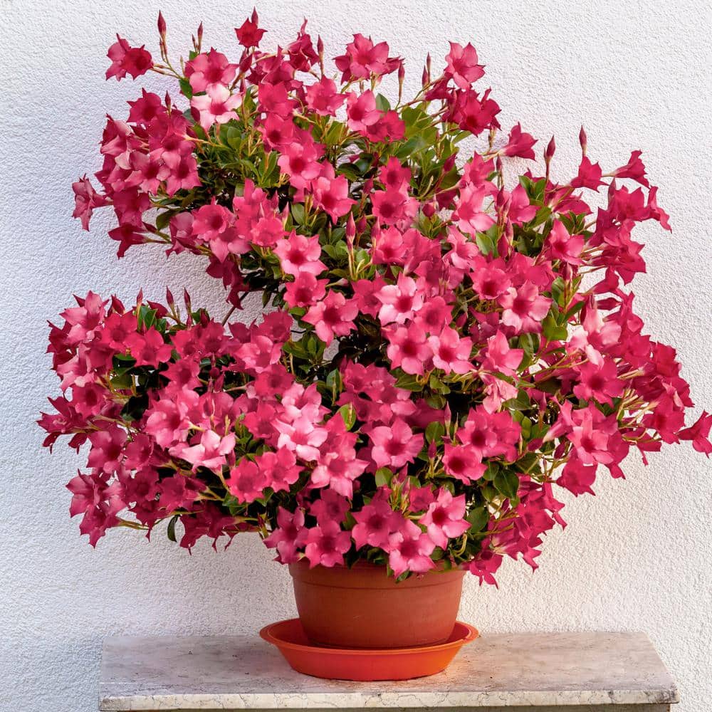 4 in. Mandevilla Mauvelous Summer Trumpet Vine Annual Plant with Mauve Flowers (3-Pack) - Hercitys