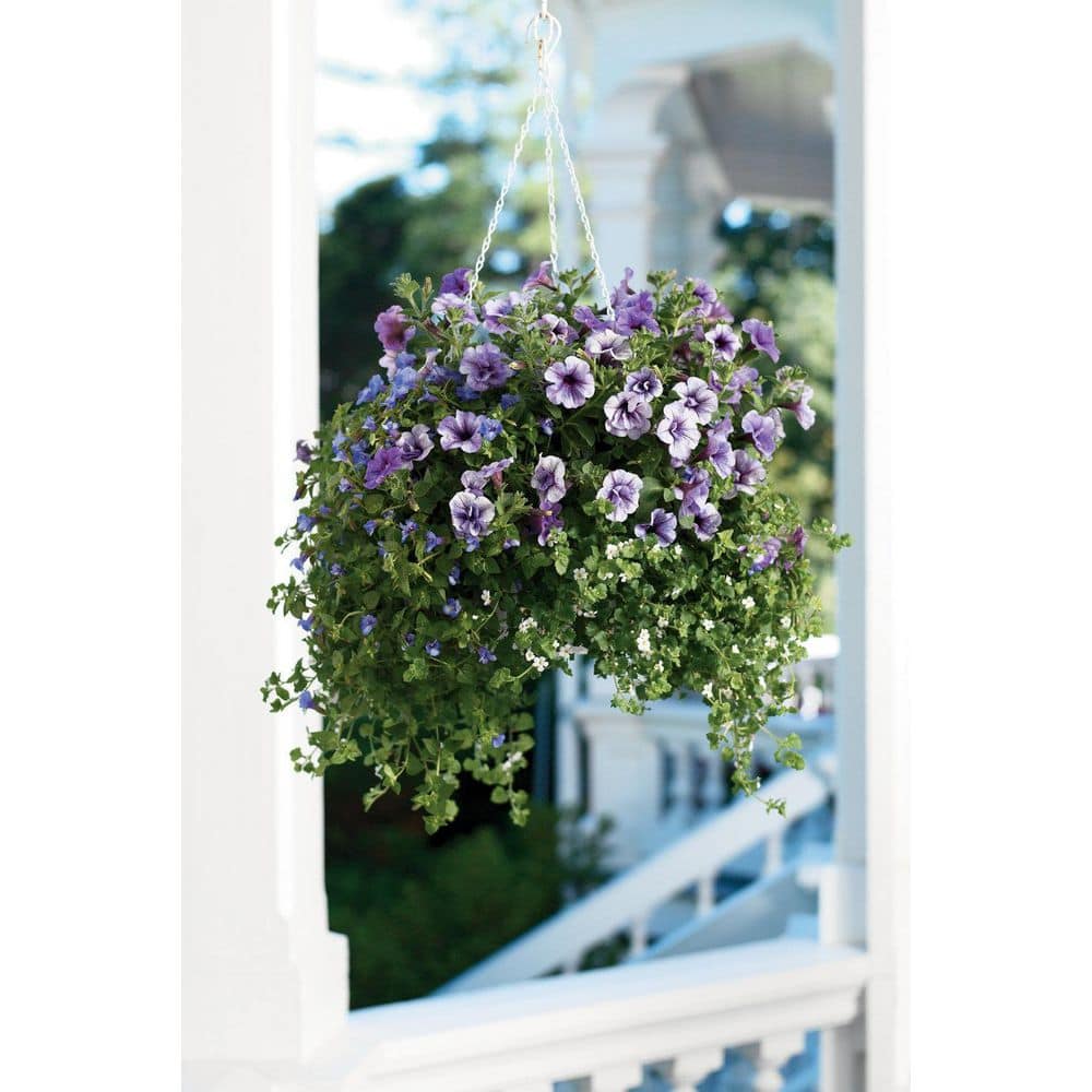 4.25 in. Eco+Grande, Supertunia Priscilla (Petunia) Live Plant, Purple Flowers (4-Pack) - Hercitys