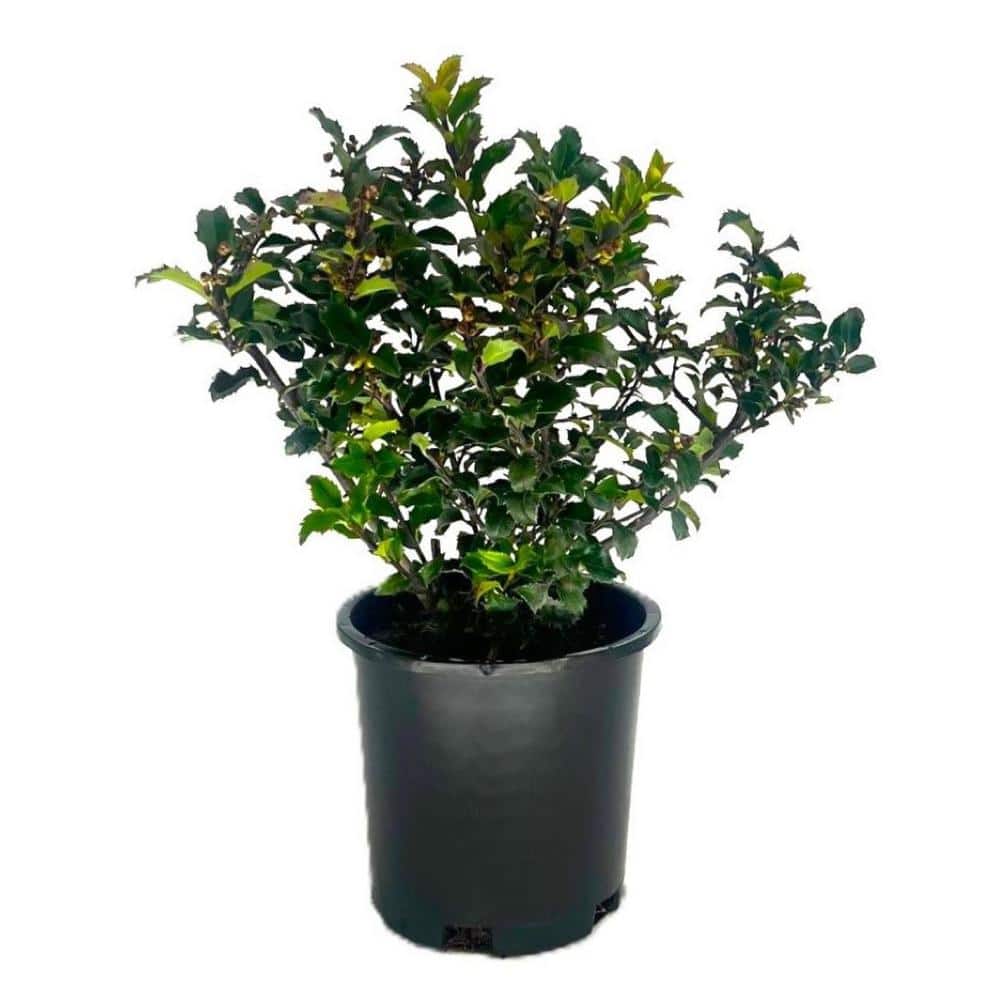 2.5 QT Blue Princess Holly (Ilex x meserveae ‘Blue Princess’) Evergreen Shrub 1-Each - Hercitys