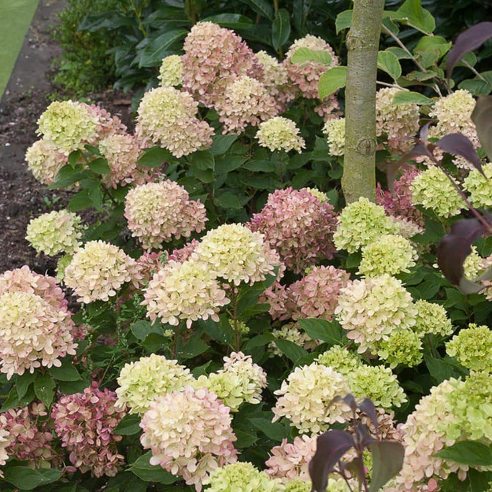 3 Gal. Little Lime Hydrangea (2-Pack) - Hercitys