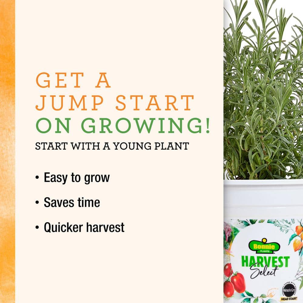 25 oz. Little Bing Cherry Tomato Plant (2-Pack) - Hercitys