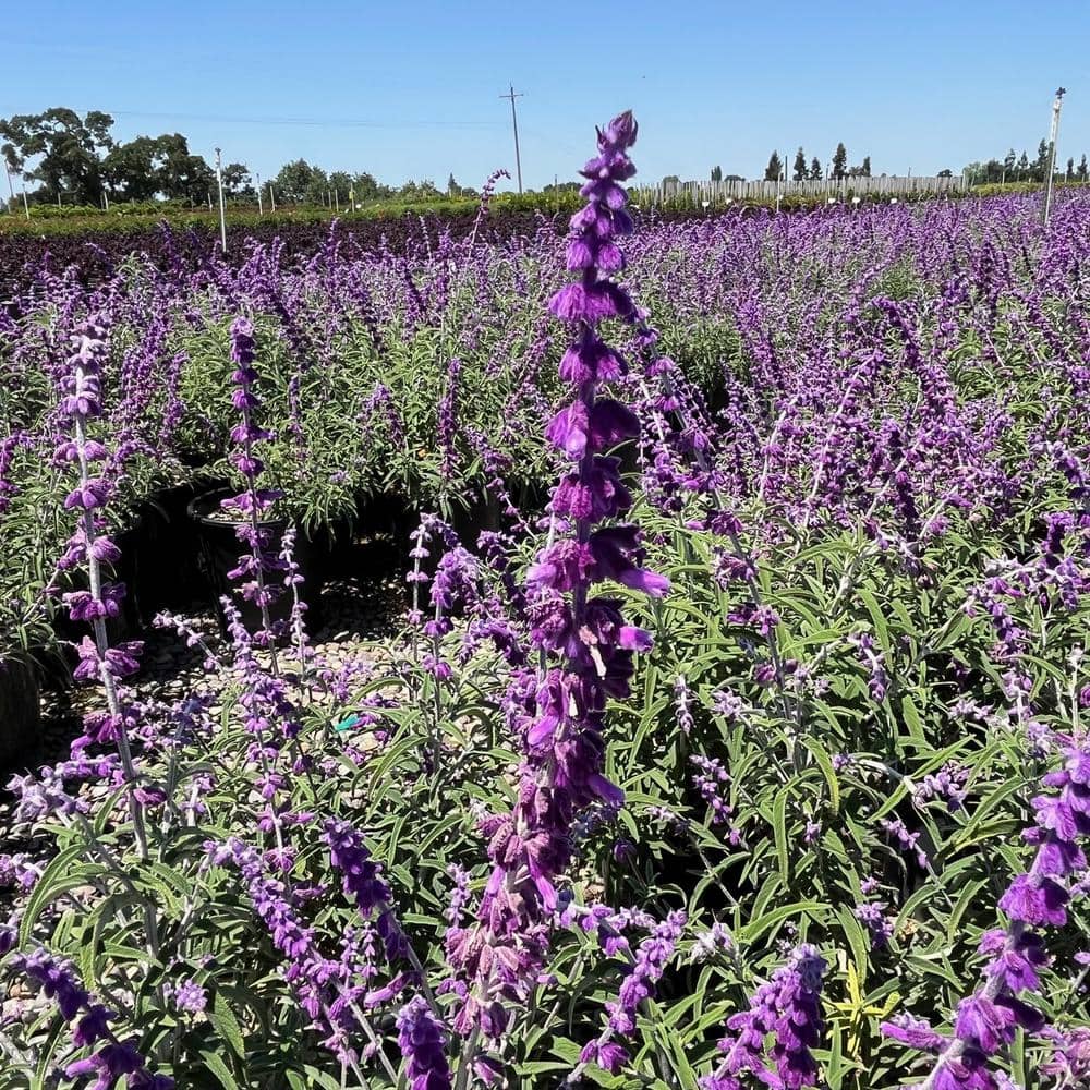 #5 Container Santa Barbara Purple Flowering Sage Plants (2-Pack) - Hercitys