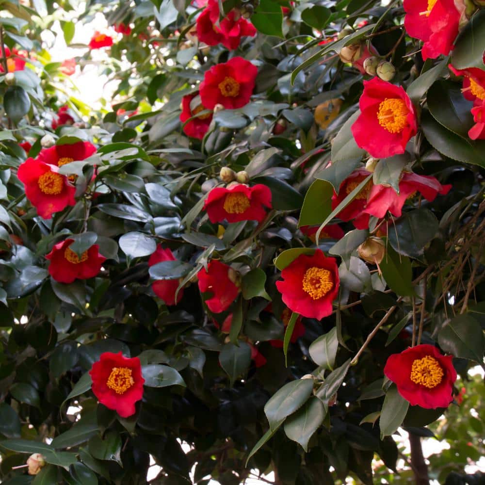 3 gal. Camellia Yuletide Shrub with Red Flowers - Hercitys