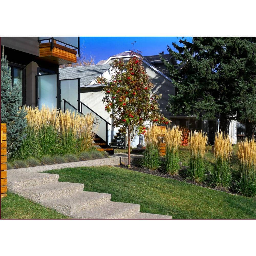 1 Gal. Karl Foerster Feather Reed Grass - Hercitys