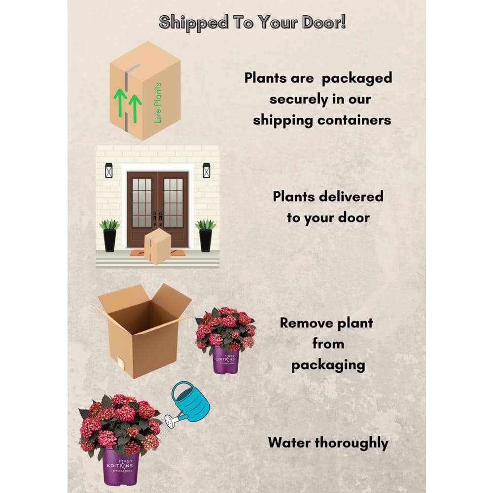 2 Gal. Eclipse Hydrangea Shrub with Cranberry Flowers - Hercitys