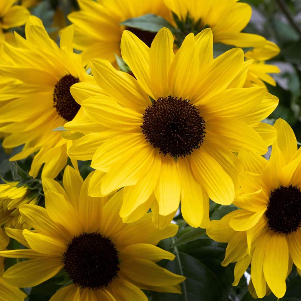 2 Gal. Sunflower Sunfinity Yellow in Decorative Planter Annual Plant (1-Pack) - Hercitys