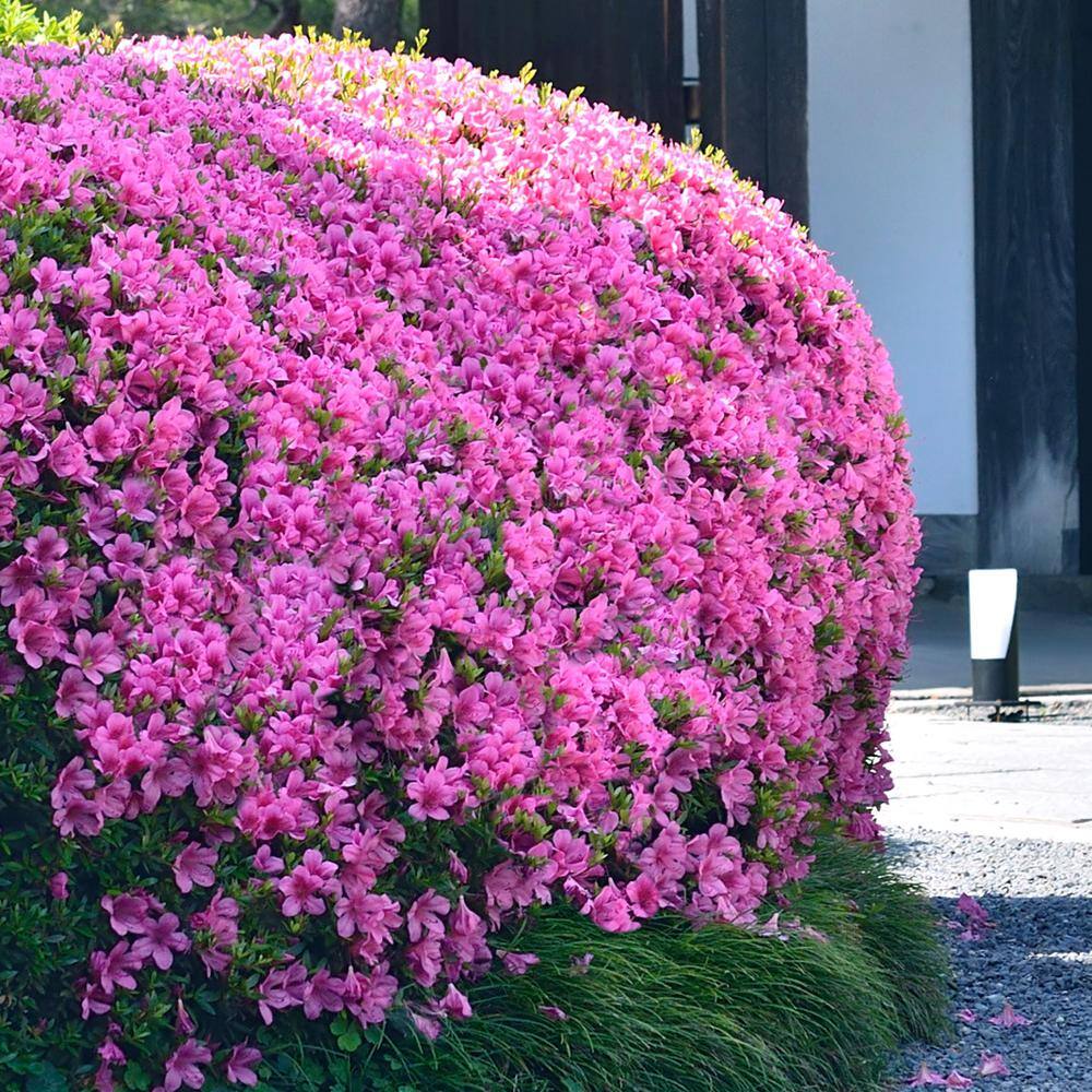 2.5 qt. Azalea Karens Flowering Shrub with Purple Blooms - Hercitys