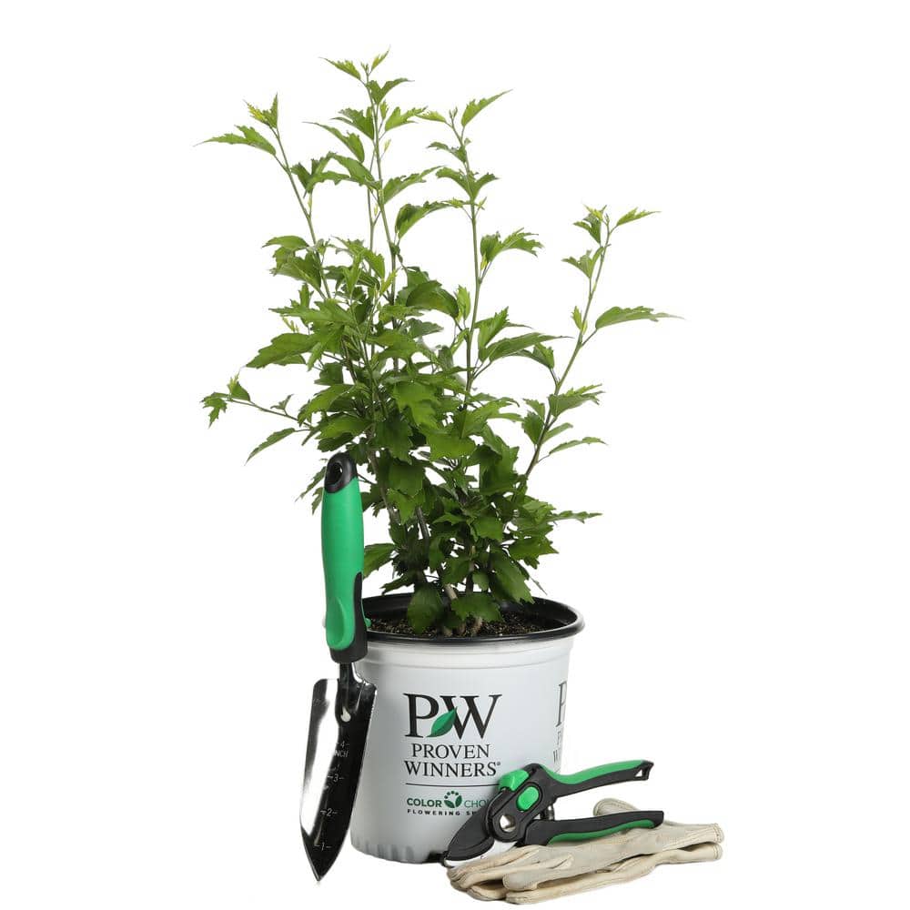 1 Gal. Purple Pillar Rose of Sharon (Hibiscus) Live Shrub, Purple Flowers - Hercitys