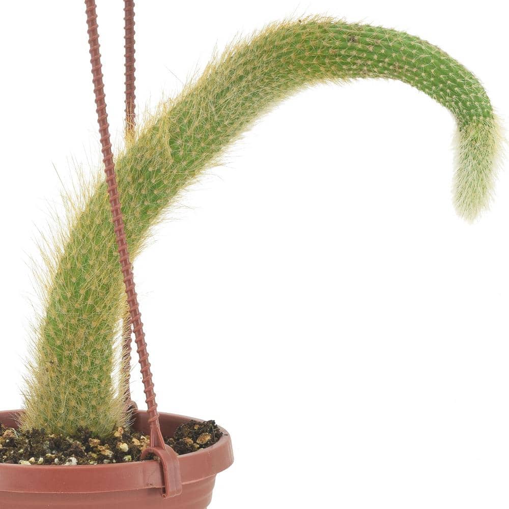 4 in. Monkey Tail Cactus in Brown Plastic Hanging Basket - Hercitys