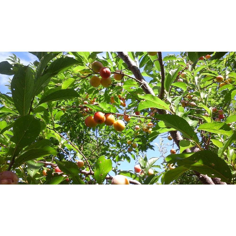 3 ft. Bubblegum ‘Toka’ Plum Tree - Hercitys