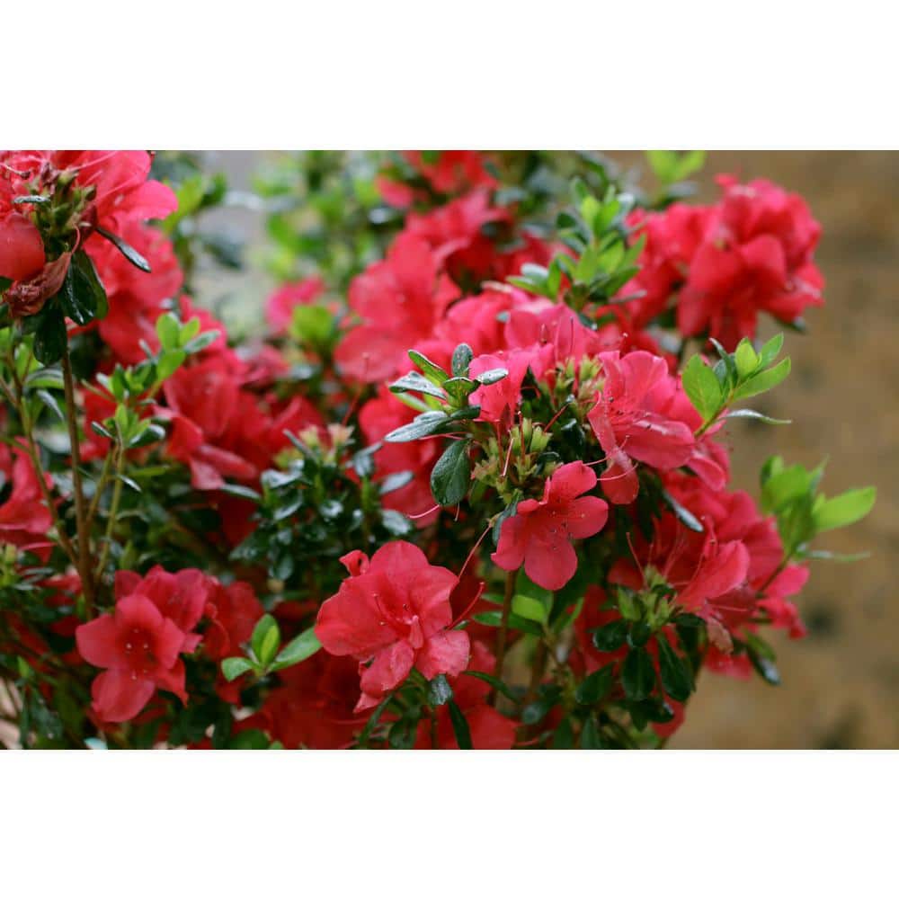 3 Gal. Autumn Bonfire Reblooming Azalea Shrub with Red Flowers - Hercitys