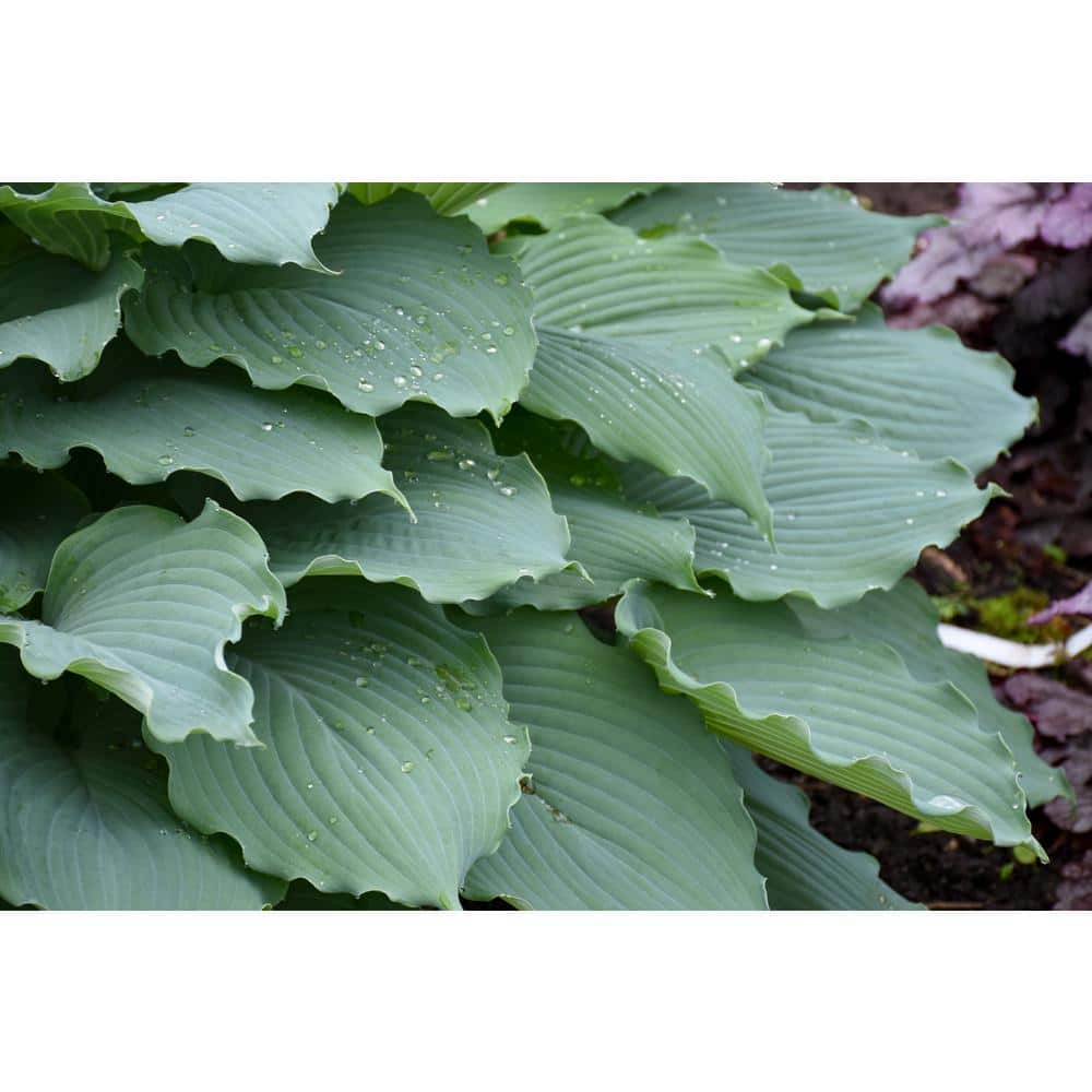 0.65 Gal. Shadowland Diamond Lake (Hosta) Live Plant, Lavender Flowers and Blue Foliage - Hercitys