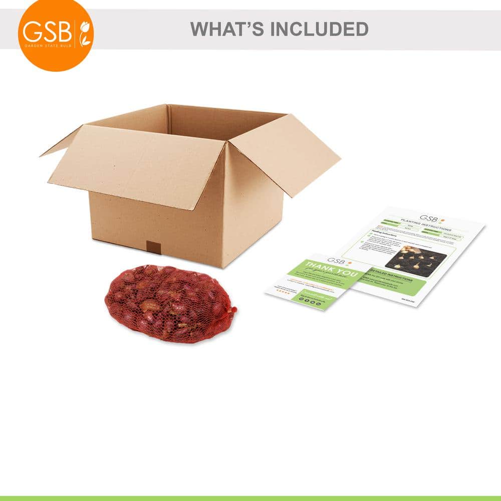 10/25mm, Red Baron Onion Sets for Planting (1 lbs. Bag) - Hercitys