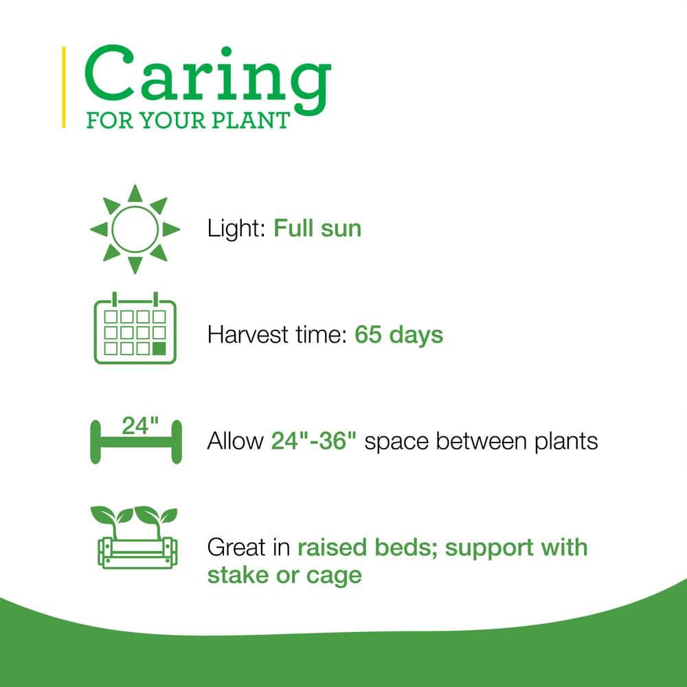 19 oz. Celebrity Tomato Plant (2-Pack) - Hercitys