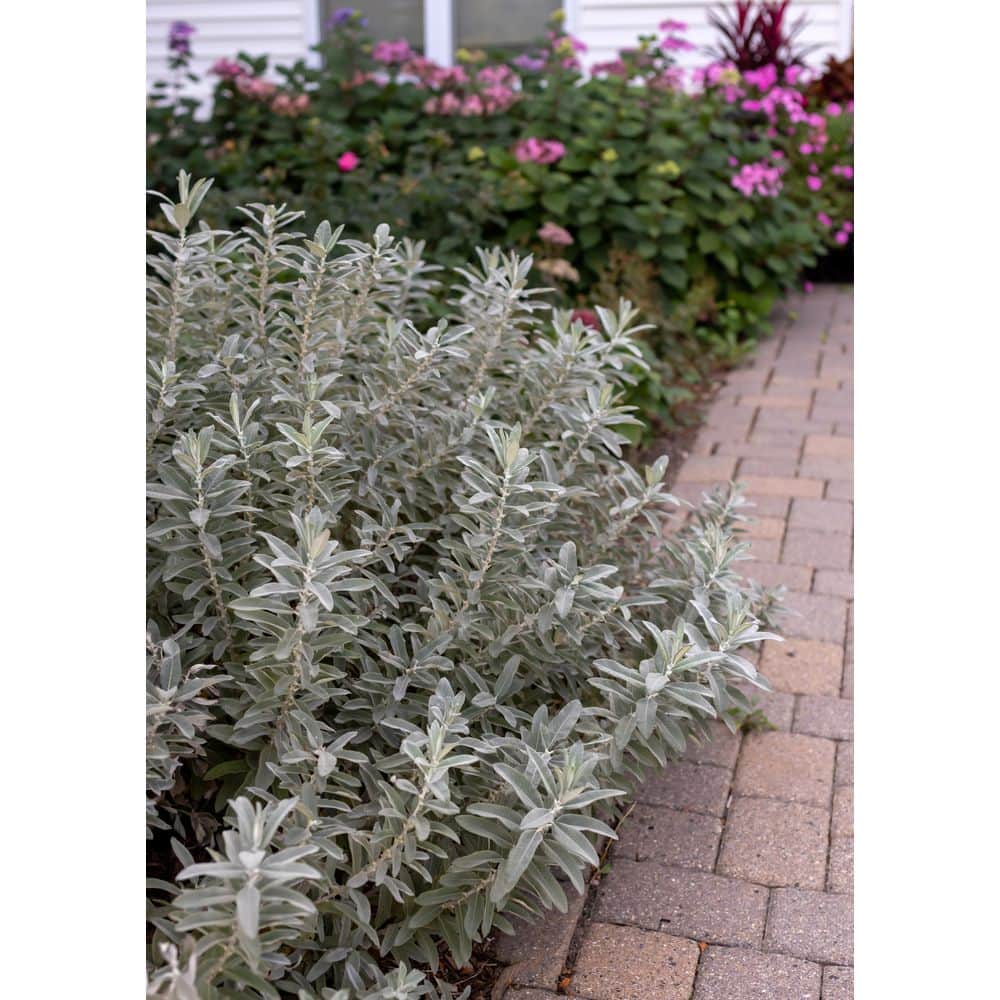 2.0 Gal. Iceberg Alley Sageleaf Willow Shrub with Silver and Red Flowers 1-Each - Hercitys
