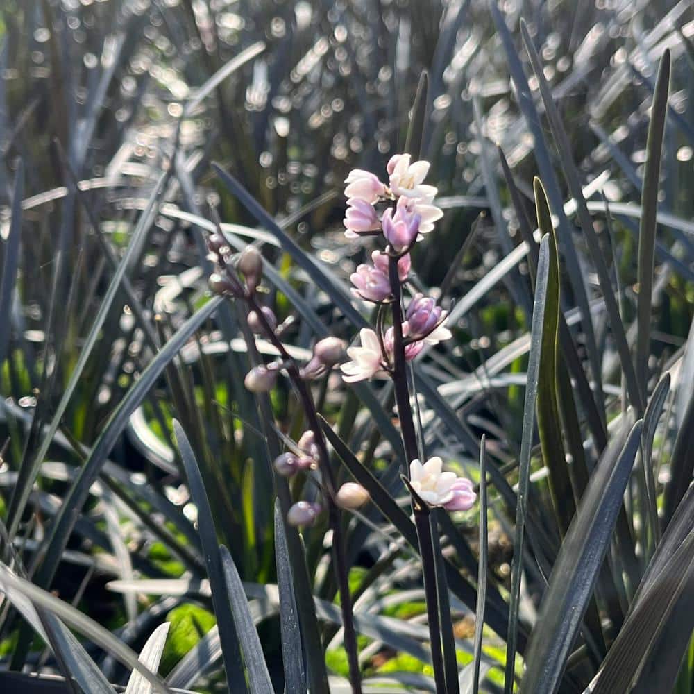 #1 Container Black Mondo Grass Plants (4-Pack) - Hercitys