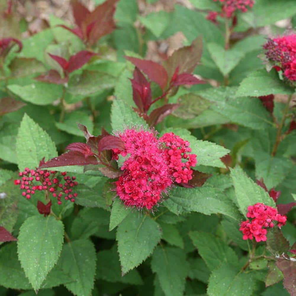 3 Gal. Double Play Doozie Spirea Flowering Live Shrub with Red Flowers - Hercitys