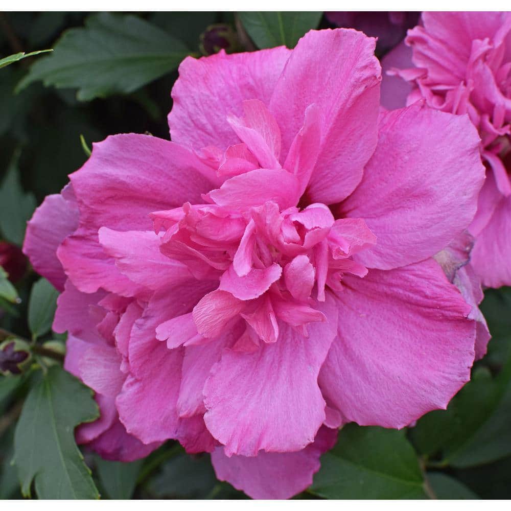 1 Gal. Lucy Rose of Sharon Hibiscus Shrub Unique Ruffled Pink Flowers, Among the Toughest Flowering Shrubs - Hercitys