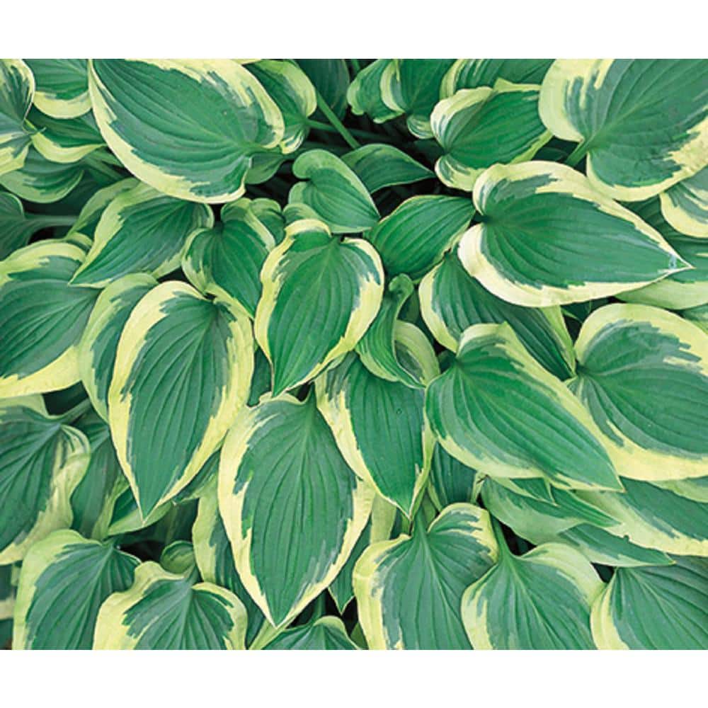 2 Gal. Hosta Variegated Live Perennials Plant (1-Pack) - Hercitys