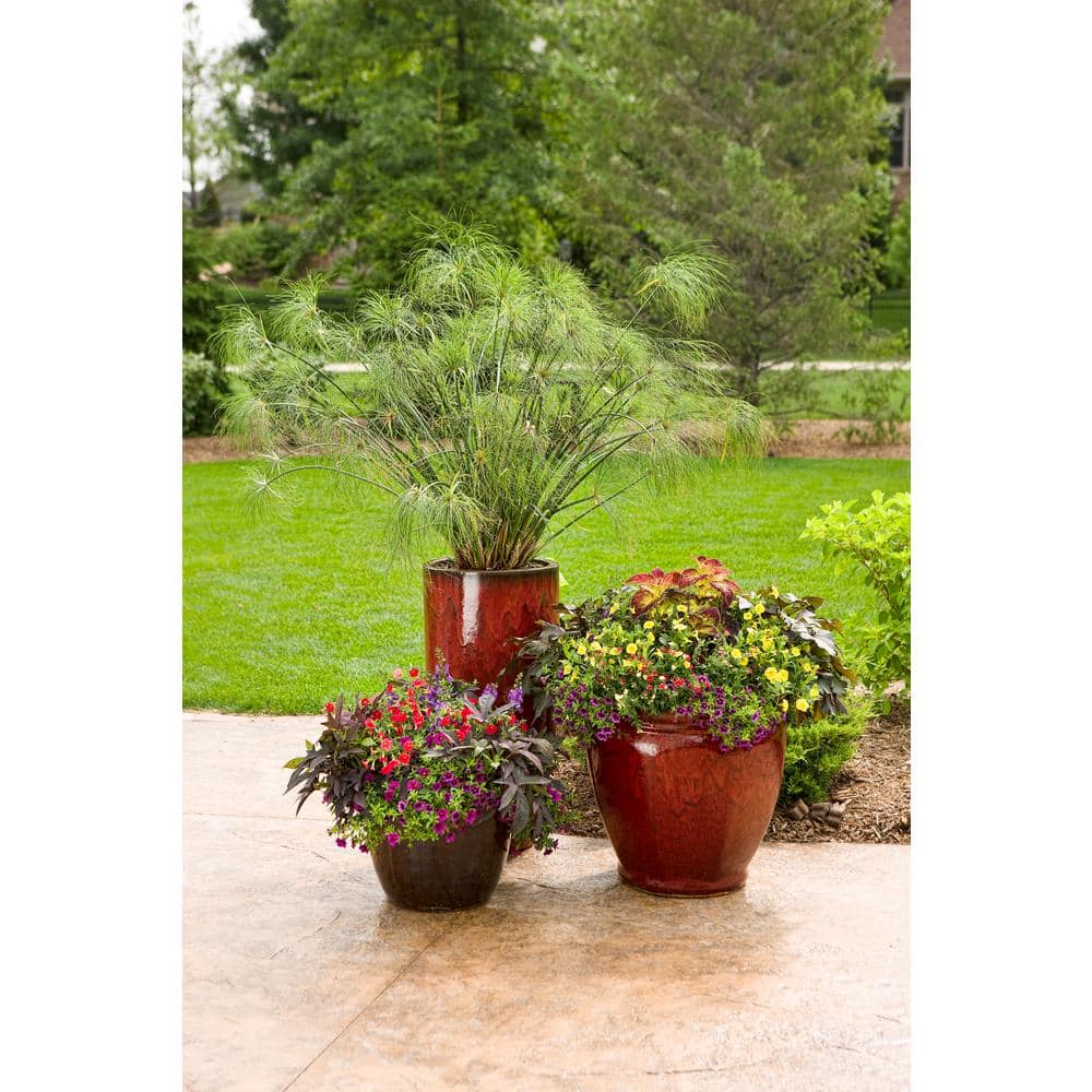 4.25 in. Eco+Grande Superbells Grape Punch (Calibrachoa) Live Plant, Purple Flowers (4-Pack) - Hercitys