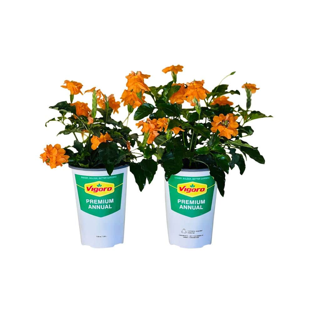 2.5 qt. Crossandra Orange Plant in Grower’s Pot (2-Packs) - Hercitys