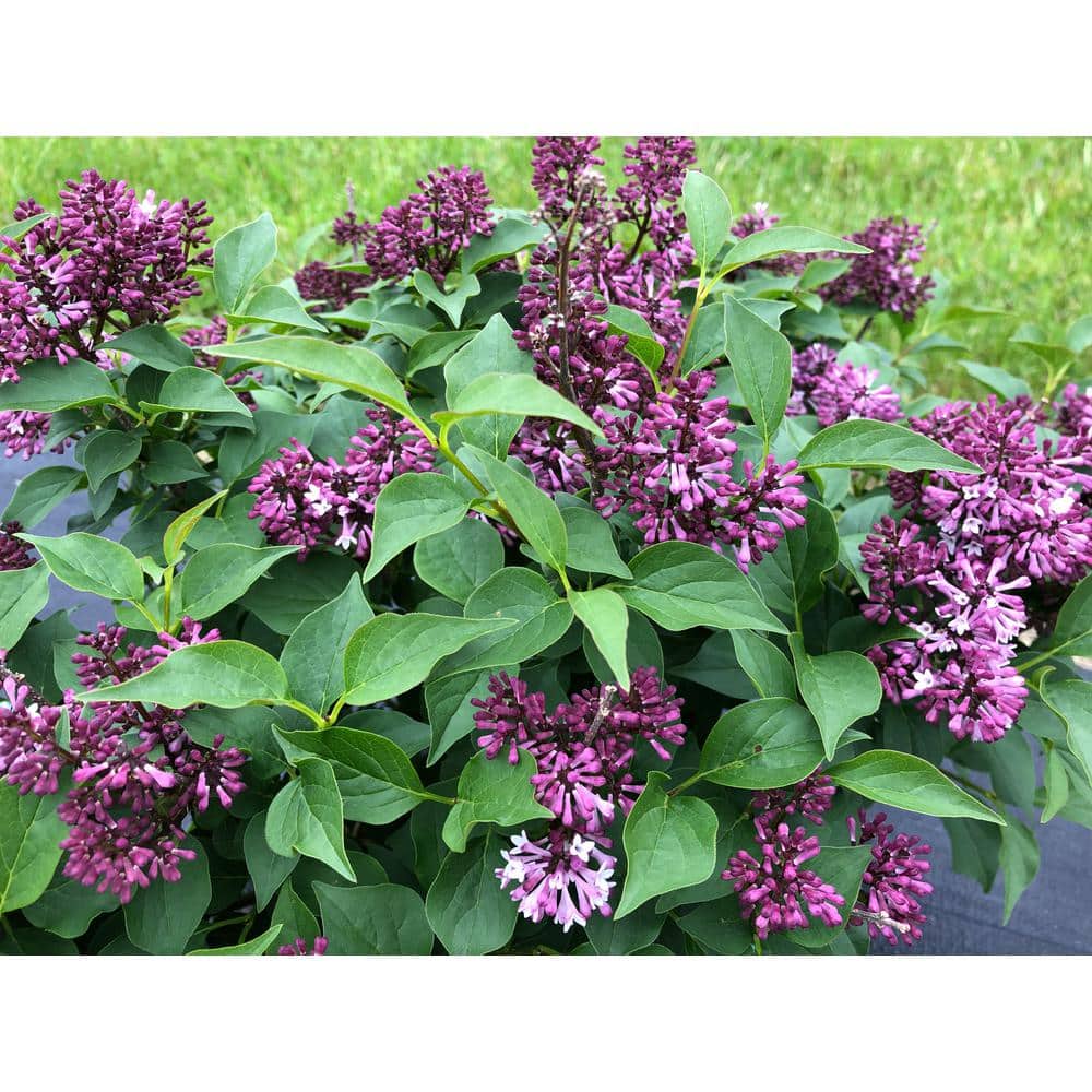 1 Gal. Baby Kim Lilac (Syringa) Live Plant, Purple Flowers - Hercitys