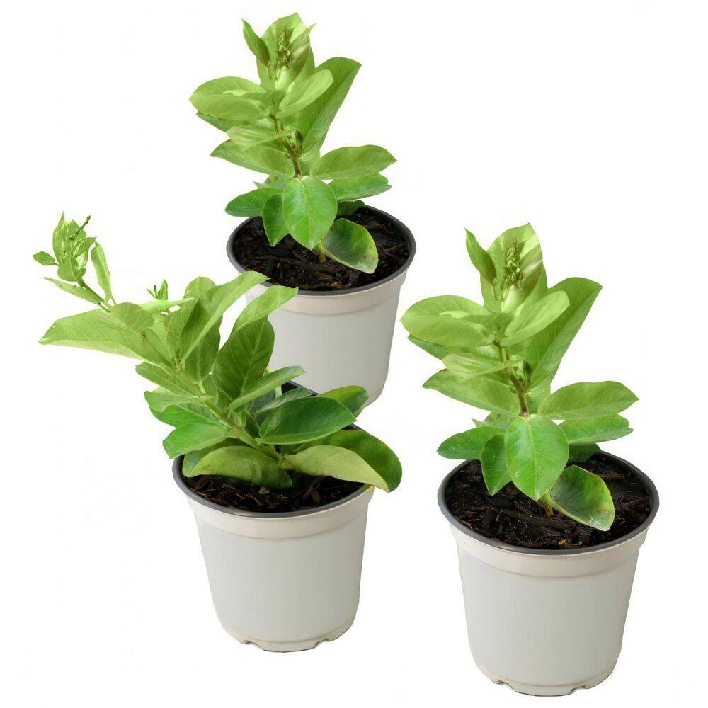 4 in. Mandevilla Plant with White Flowers (12-Pack) - Hercitys