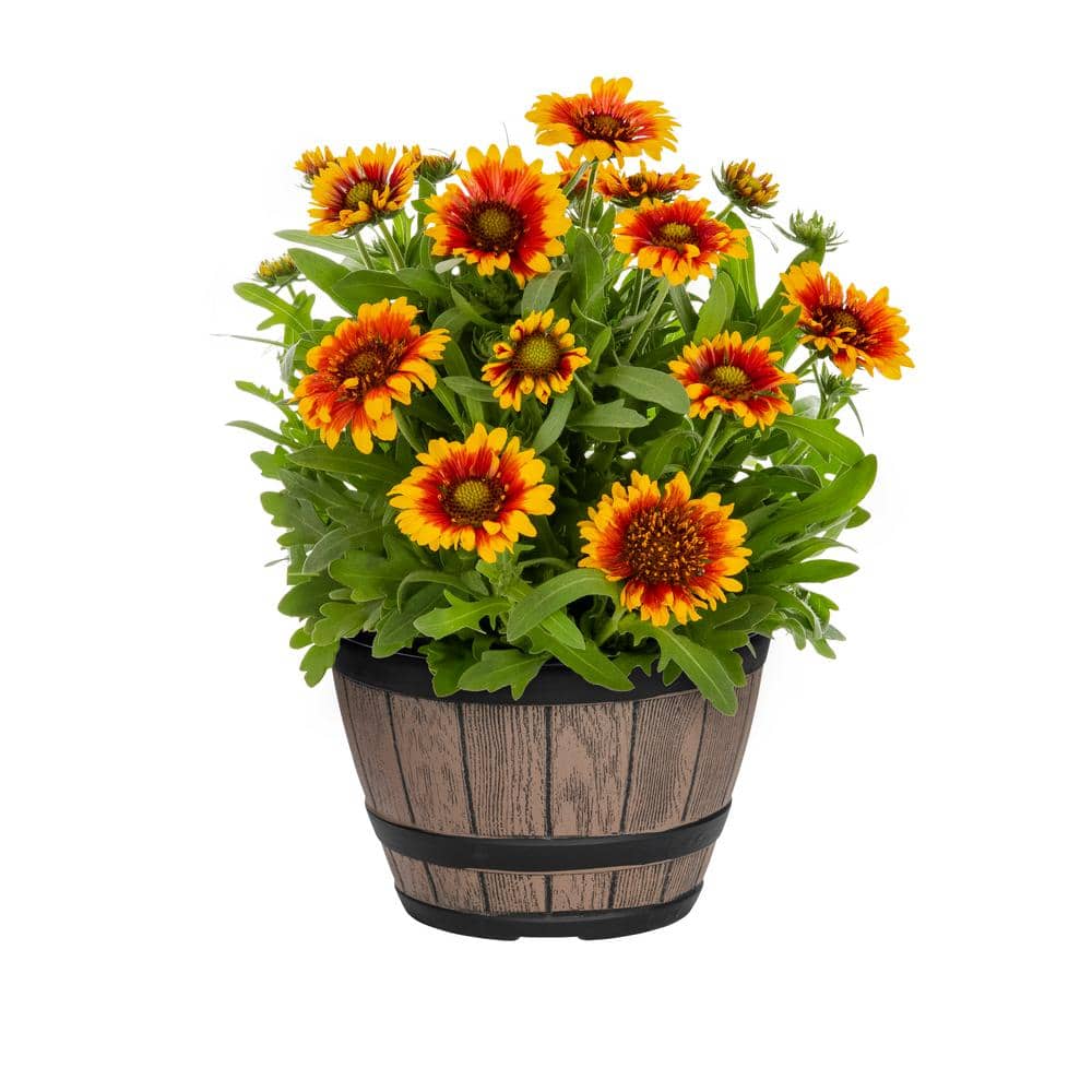 1 Gal. Barbican Yellow Red Ring Gaillardia Blanket Flower Napa Barrel Planter Perennial Plant (1-Pack) - Hercitys