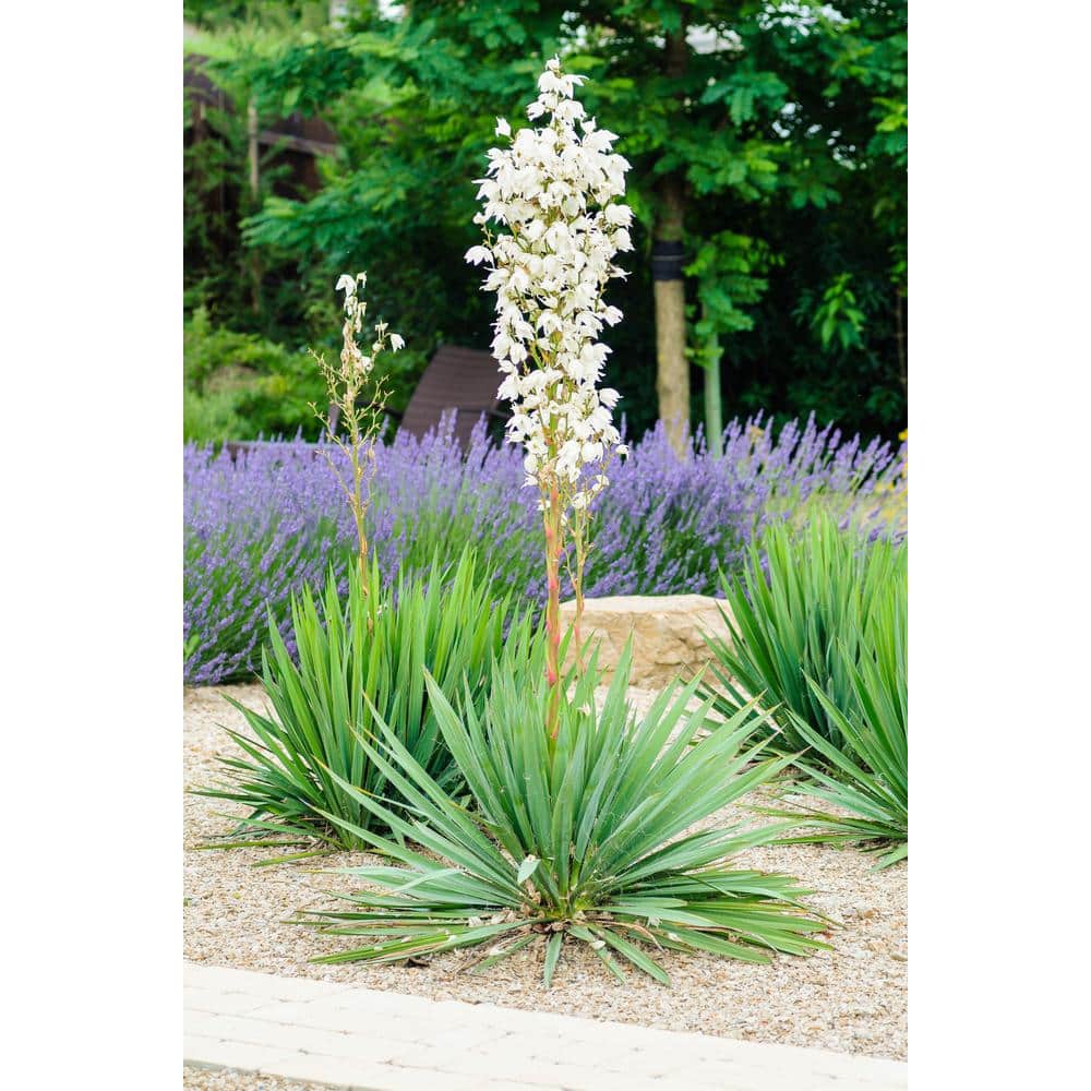 2.5 qt. Perennial Yucca Variegated (2-Pack) - Hercitys