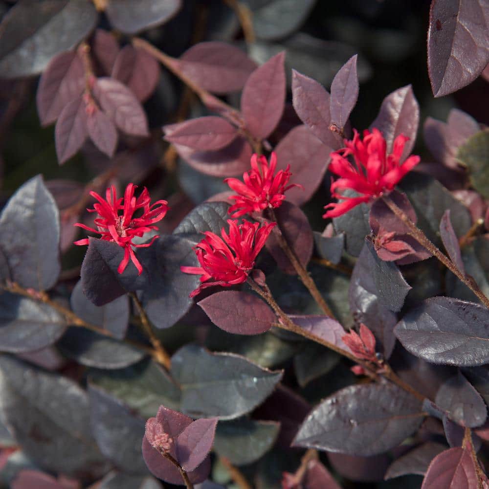 2.5 Qt. Red Diamond Midsize Loropetalum, Evergreen Shrub with Purple Foliage, Red Ribbon Blooms - Hercitys