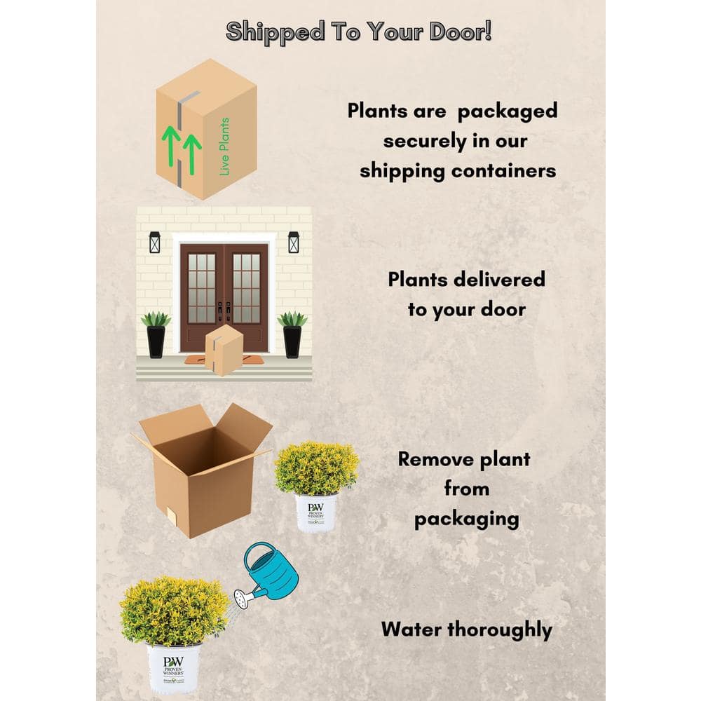 2 Gal. Glow Pop Holly Shrub - Hercitys