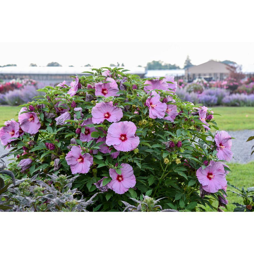 2 Gal. Summerific ‘Lilac Crush’ Rose Mallow (Hibiscus Hybrid), Live Perennial Plant, with Purple Flowers - Hercitys