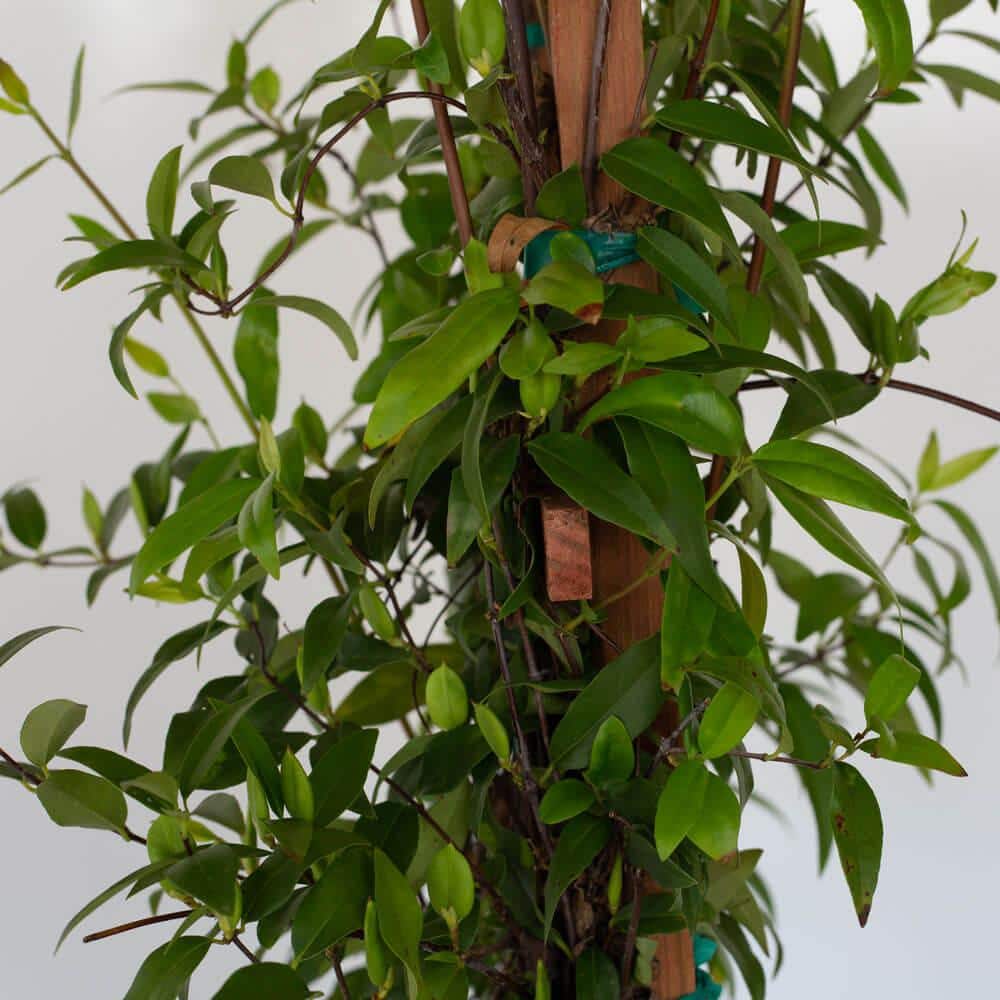 2.5 Qt. Carolina Jessamine Climbing Vine Plant with Yellow Fragrant Blooms - Hercitys