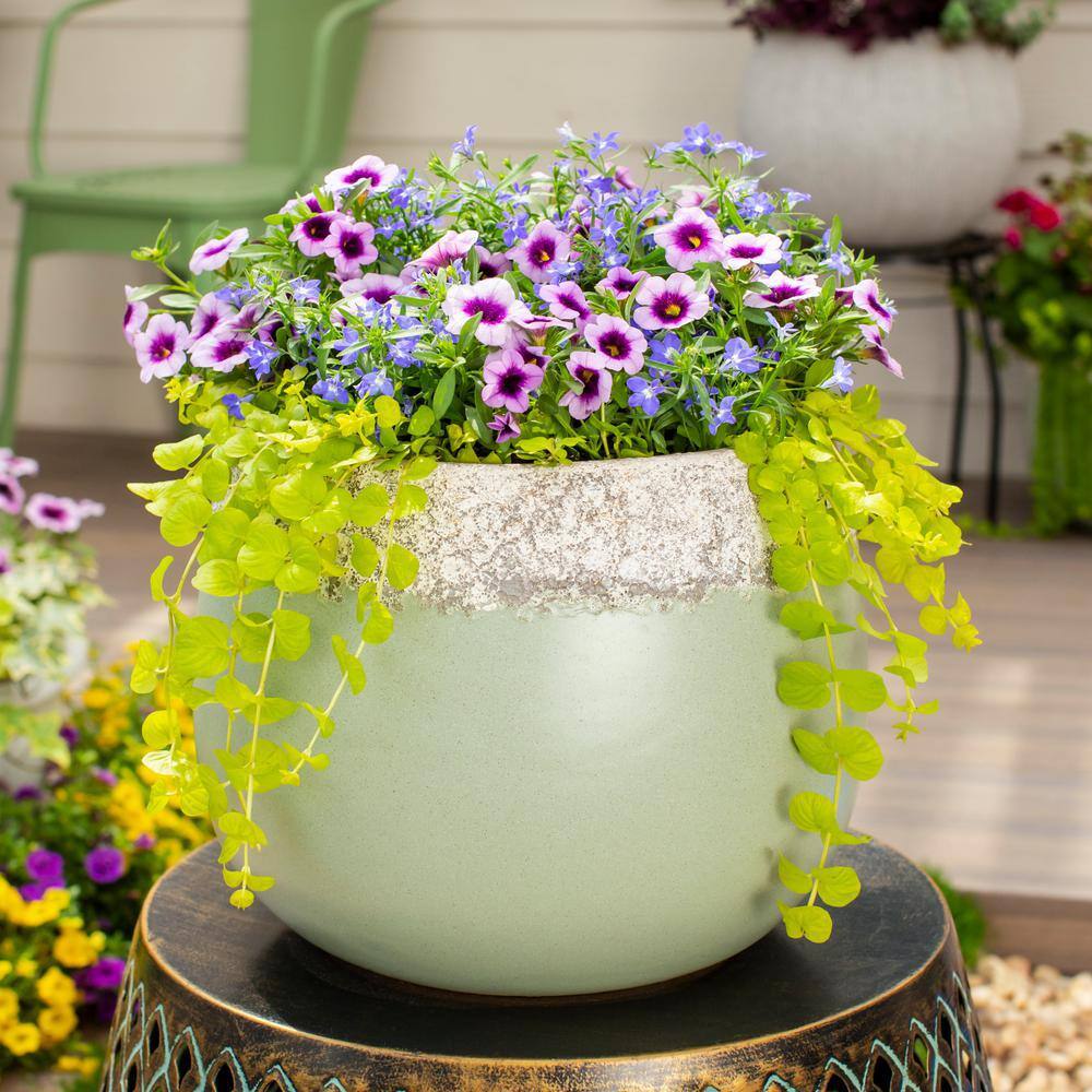 1 Pt. Lysimachia Creeping Jenny Yellow Perennial Plant (6-Pack) - Hercitys