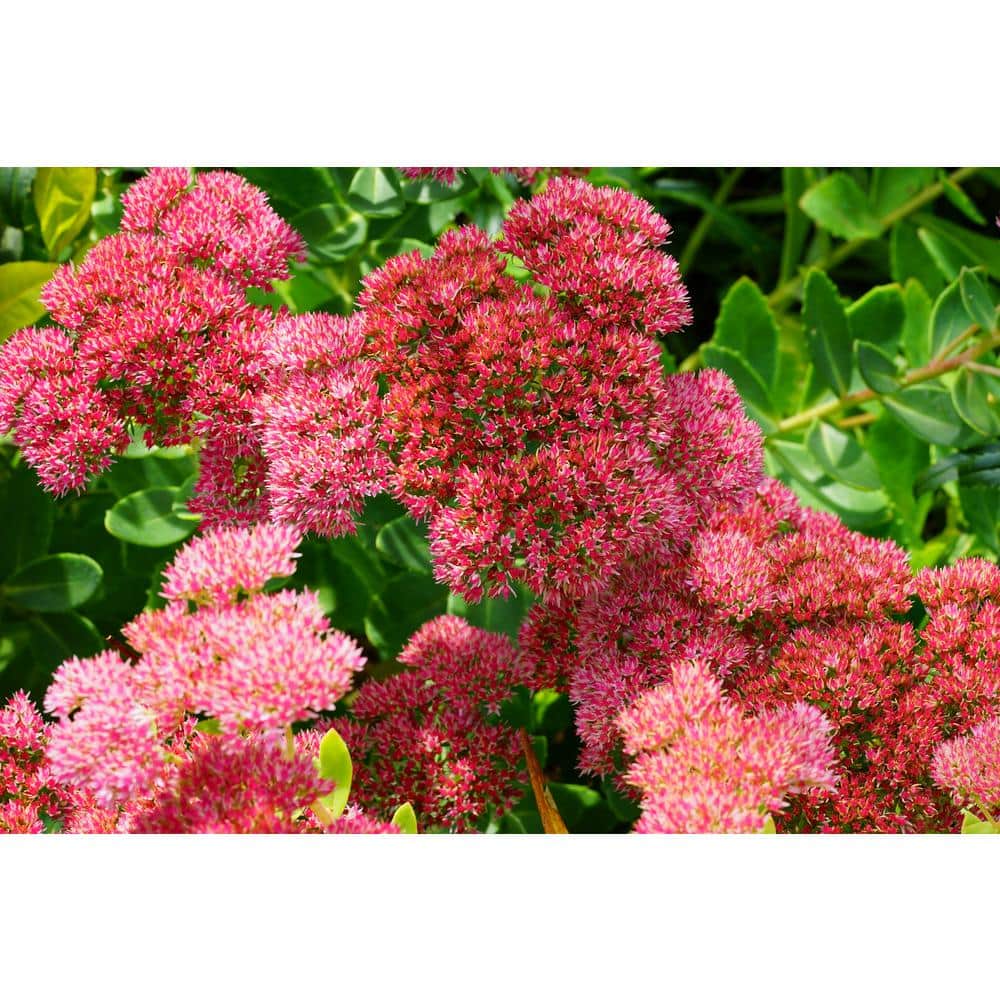 1 Gal. Autumn Joy Stonecrop Shrub With Large Fall-Blooming Pink Flowers - Hercitys