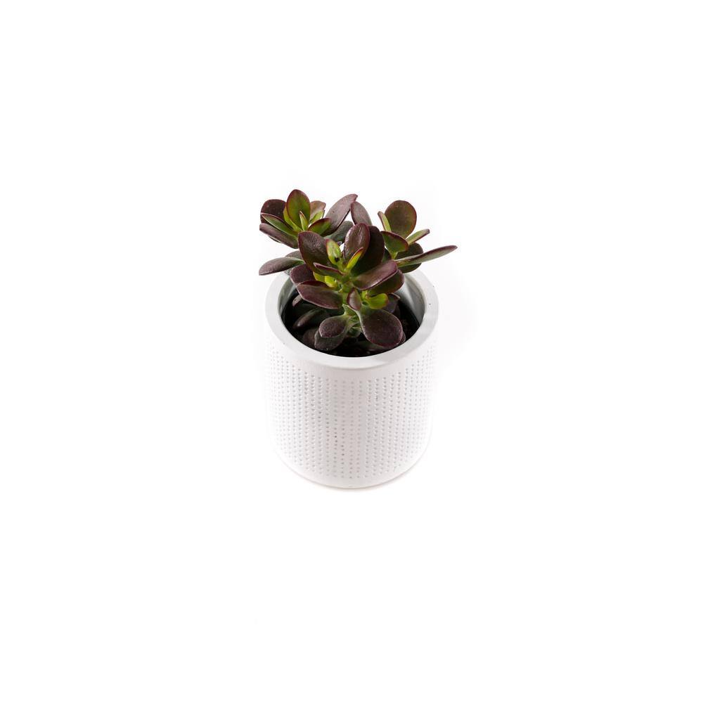 2.5 in. Assorted Succulent Set in White Dot Pot (2-Pack) - Hercitys