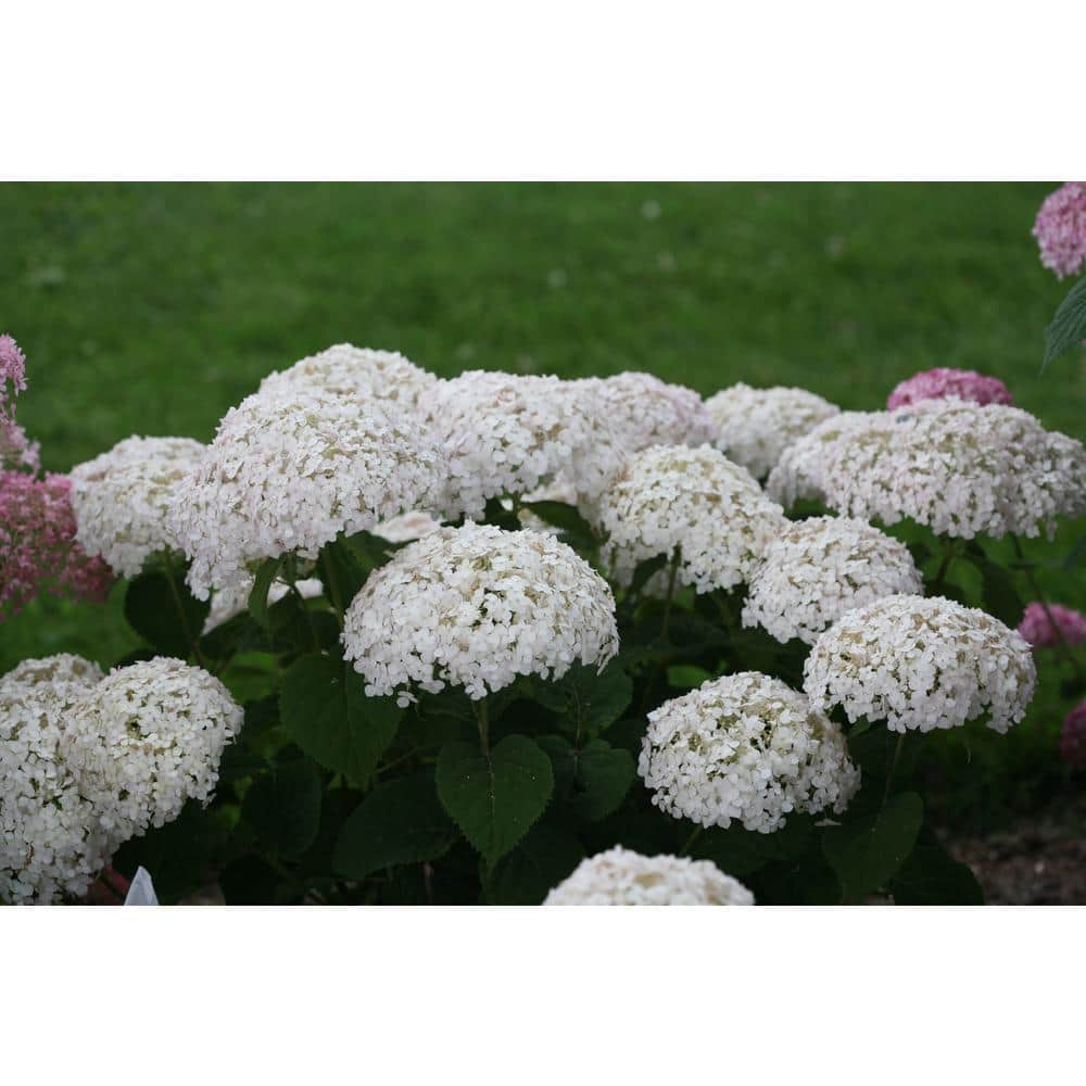 4.5 in. Qt. Invincibelle Wee White (Smooth Hydrangea) Live Shrub White Flowers - Hercitys