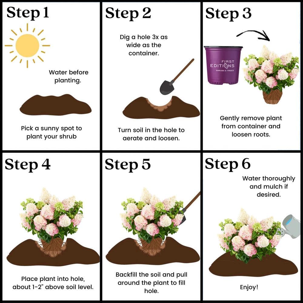 3 Gal. Vanilla Strawberry Panicle Hydrangea Shrub with Pink Flowers - Hercitys